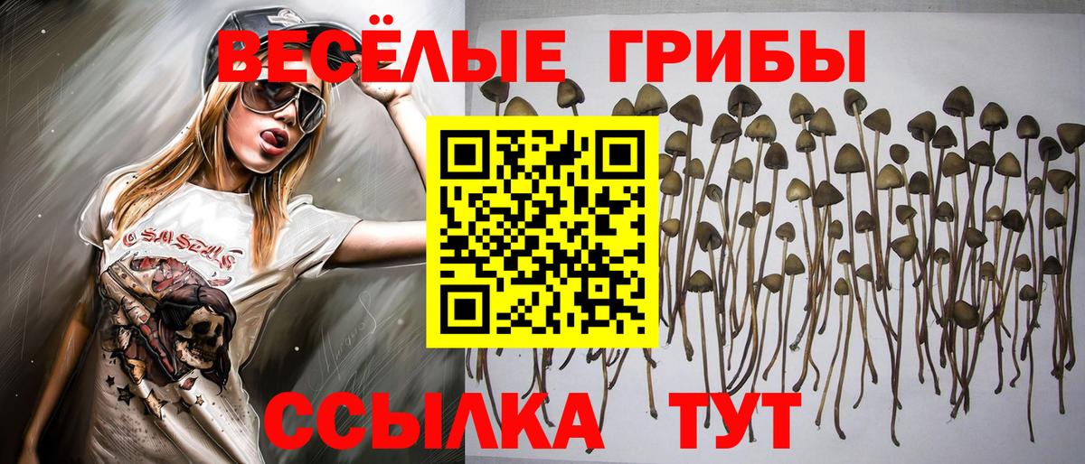 Галлюциногенные грибы мицелий  Вход с VPN  Псилоцибиновые грибы мицелий  Новочебоксарск 
